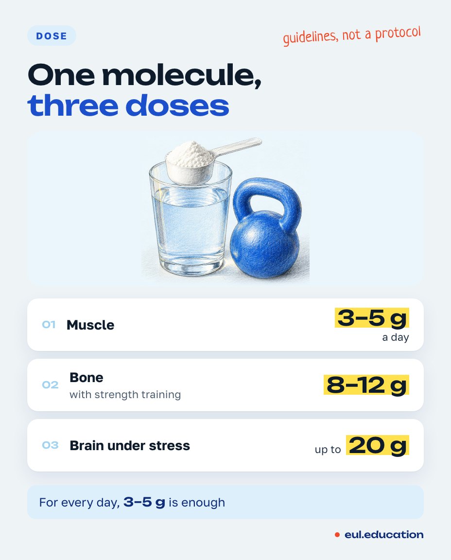 Creatine: three doses – for muscle, bone and brain