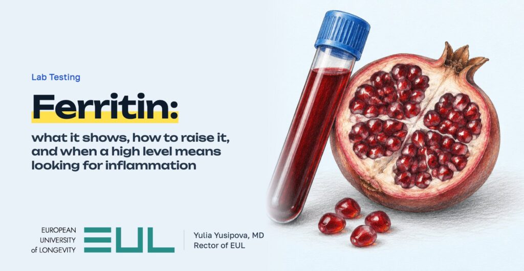 Ferritin: what it shows, how to raise it, and when a high level means looking for inflammation