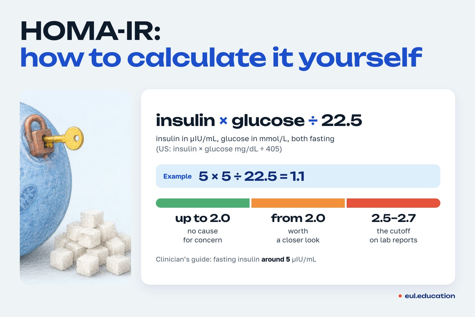 HOMA-IR index: how to calculate it yourself, the formula and reference points